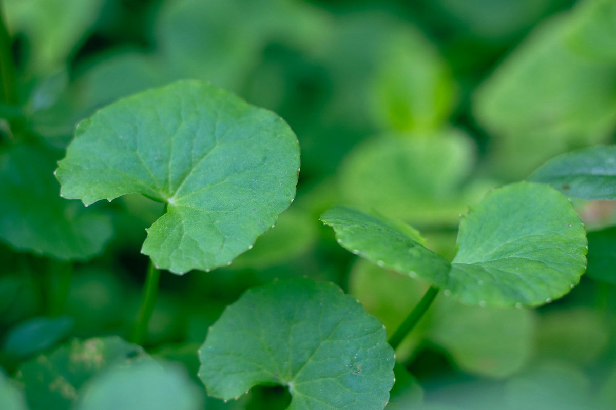 Fresh green centella leaves